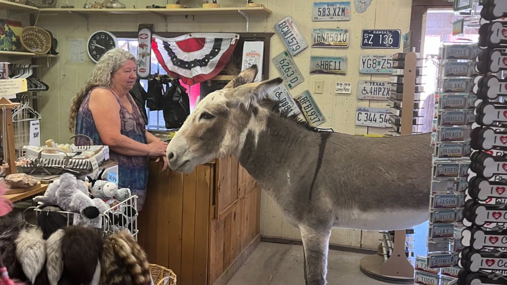 Pueblo de la ruta 66 lleno de burros